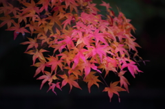 もみじ