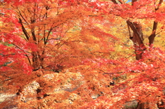 紅葉 2013