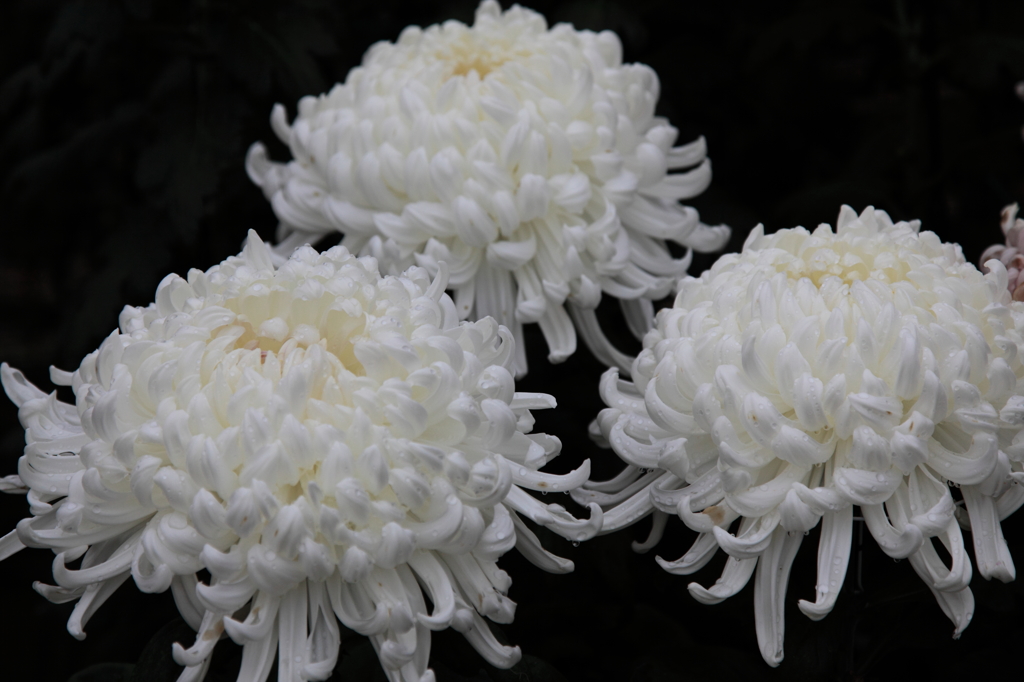 大きな菊の花 By Masataka Id 写真共有サイト Photohito 大きな菊の花 By Masataka Id 写真共有サイト Photohito