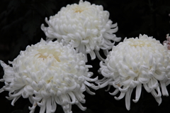 大きな菊の花