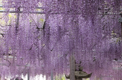 薄紫色のカーテン　1
