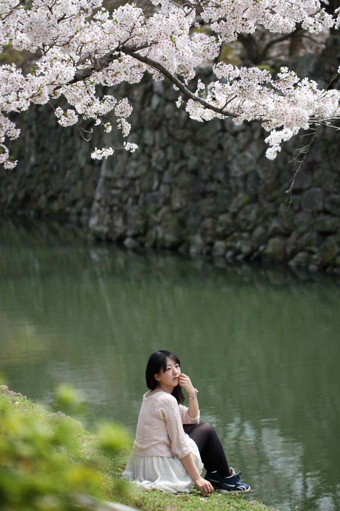 水辺の桜