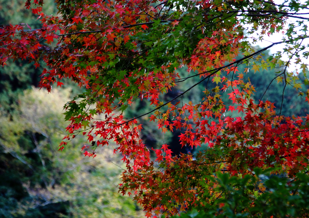 紅葉