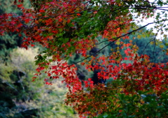 紅葉