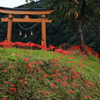 秋の風景