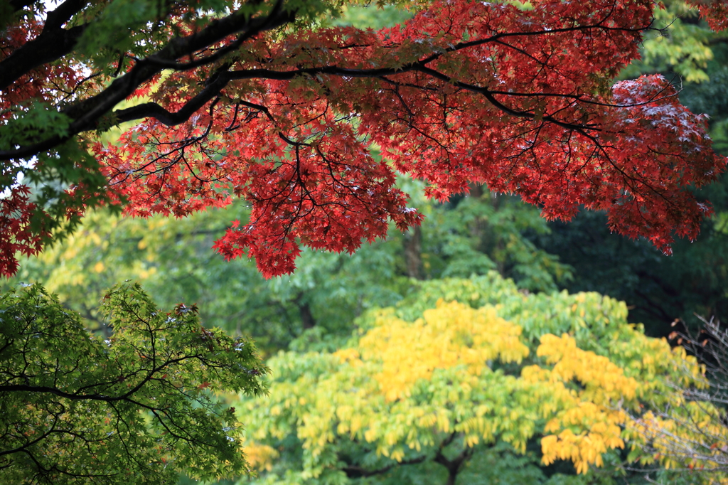 雨上がりの龍野公園