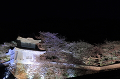 龍野城　夜桜 1