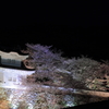 龍野城　夜桜 1
