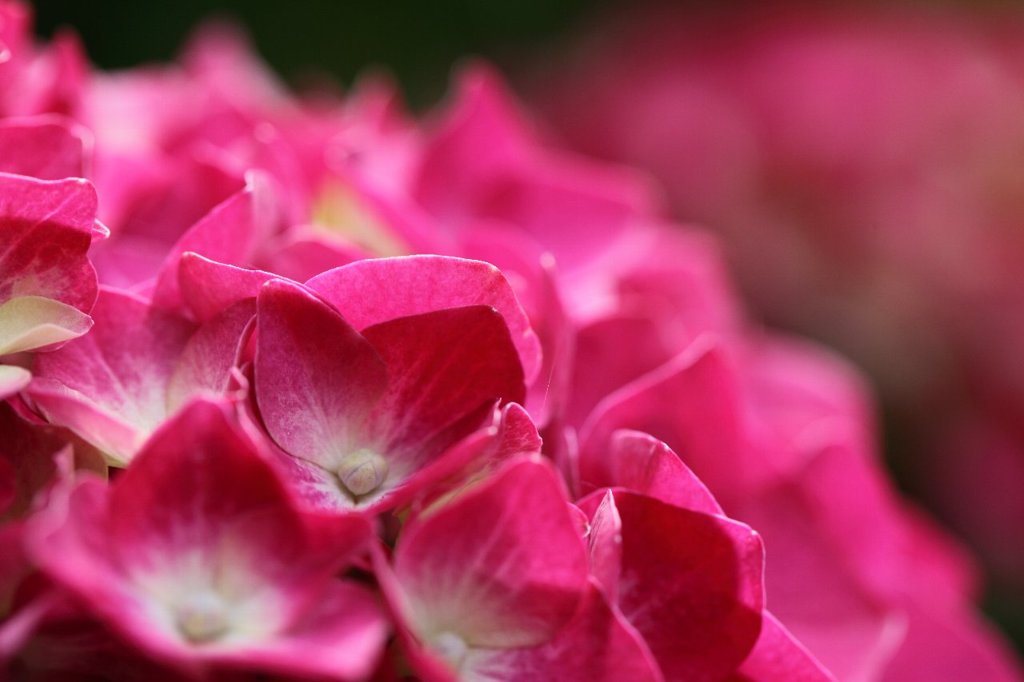 紫陽花　彩　1