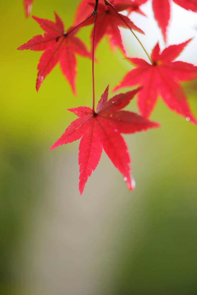 しっとりと紅葉