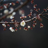春近し　1