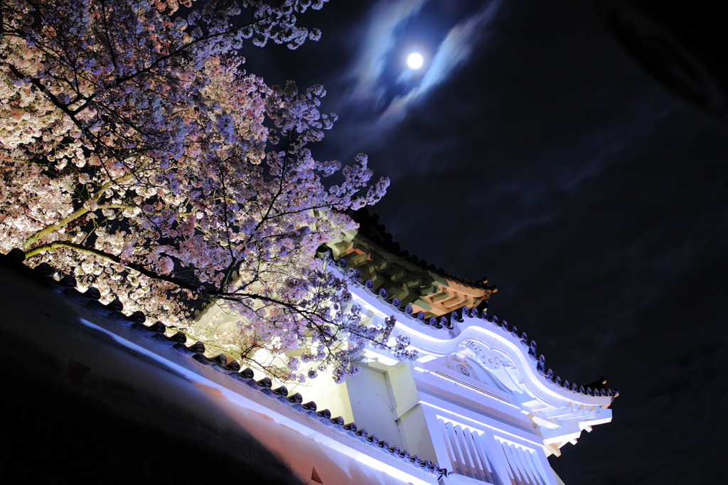 夜桜