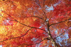 紅葉　2013