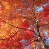 紅葉　2013