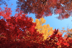 紅葉日和