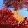 紅葉日和
