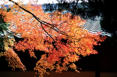 紅葉 2013