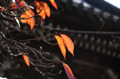 紅葉も終盤