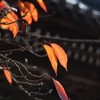 紅葉も終盤