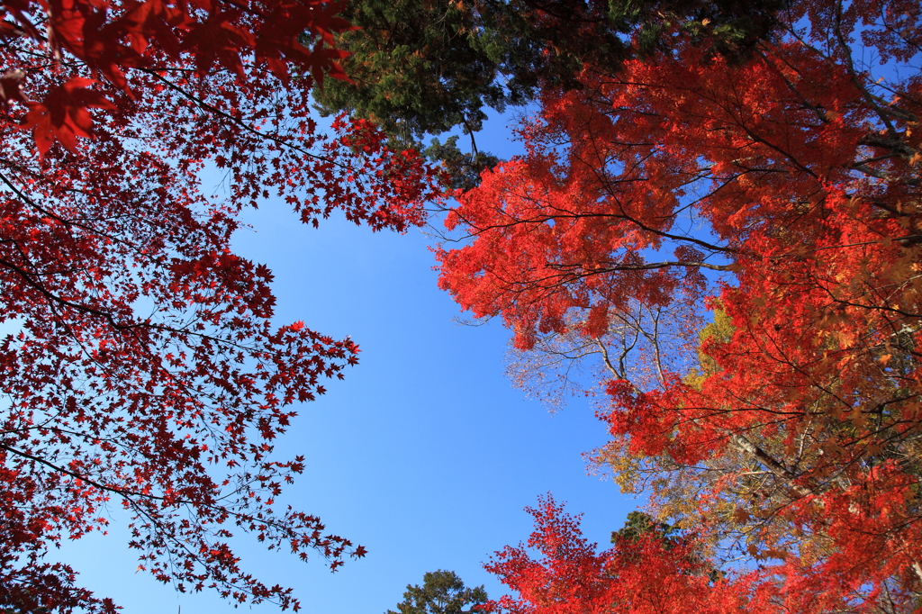 紅葉