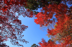 紅葉