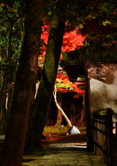 夜の紅葉