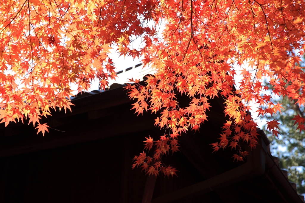 紅葉