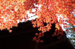 紅葉