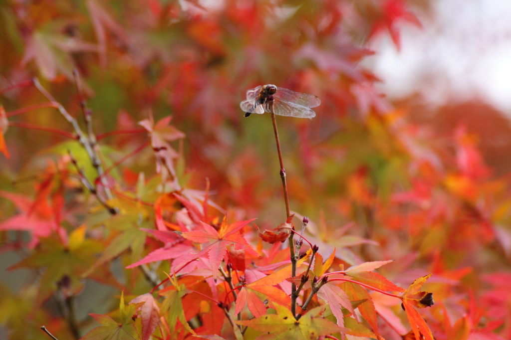 トンボと紅葉