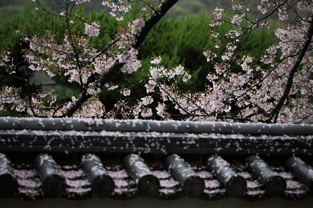 桜流し