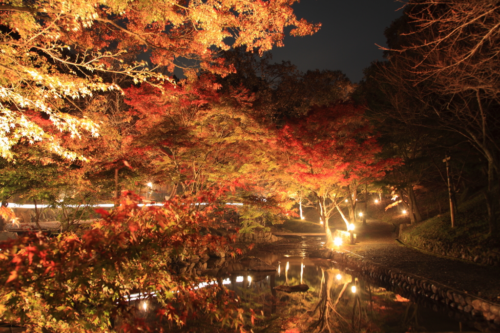 夜の紅葉
