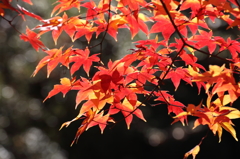紅葉
