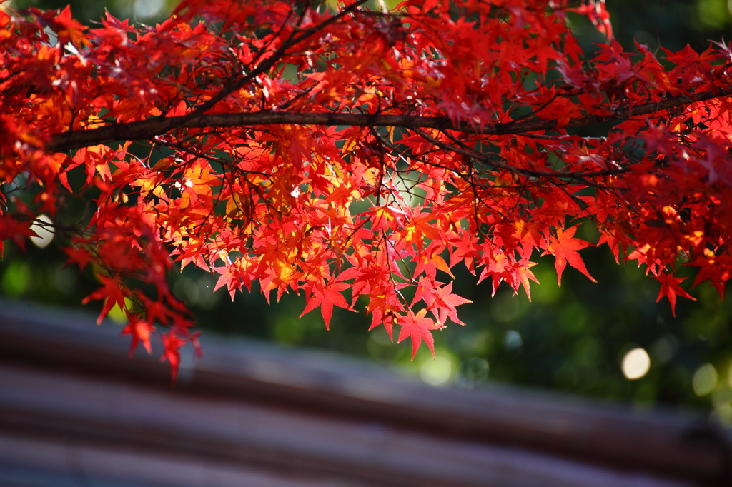 紅葉も終盤