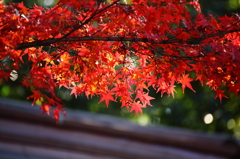 紅葉も終盤