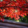 紅葉も終盤