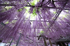 薄紫色のカーテン　2