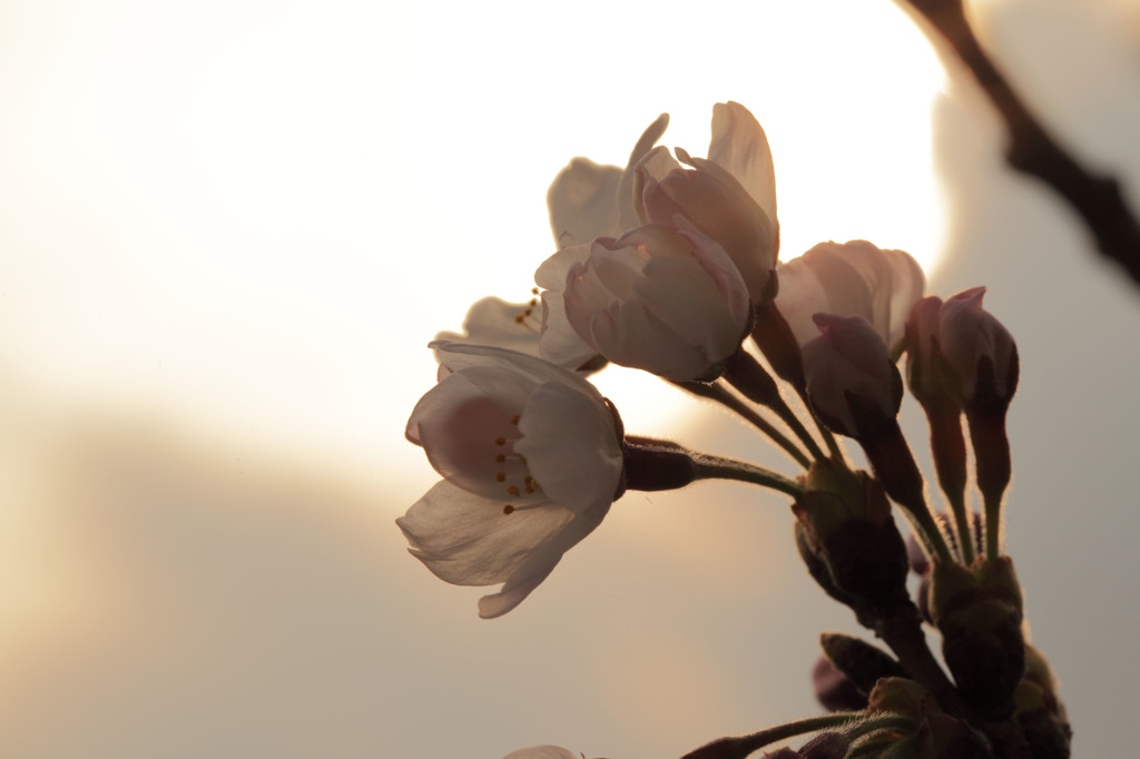 夕暮れの桜