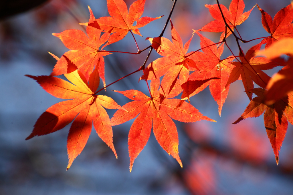 紅葉も終盤