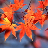 紅葉も終盤