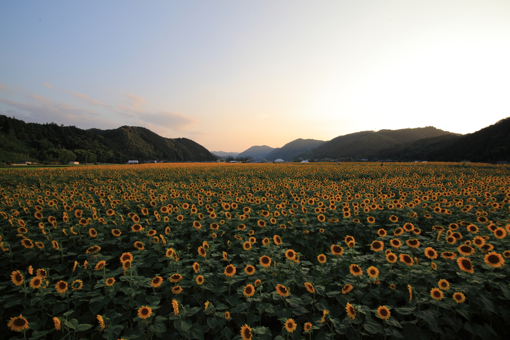 夏の夕暮れ