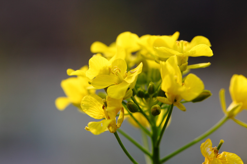 菜の花