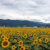 夏のおもひで