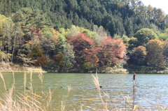 あやめ池