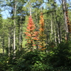 early autumn①