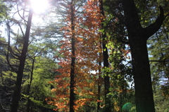 early autumn②
