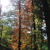 early autumn②