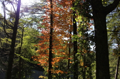 early autumn③