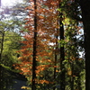 early autumn③
