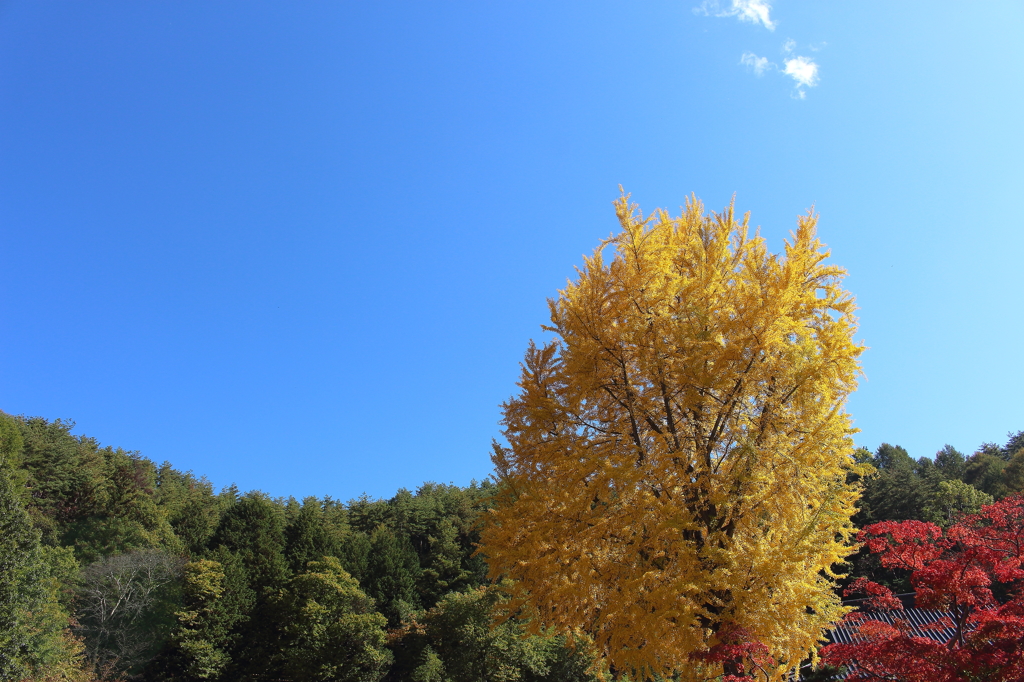長福寺　大いちょう ①