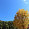 長福寺　大いちょう ①